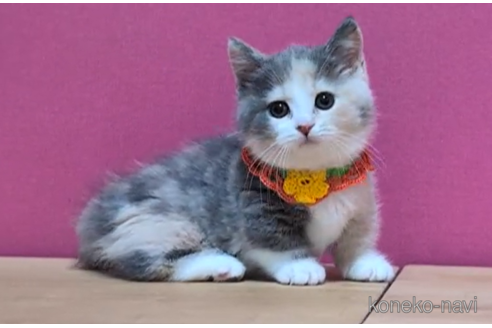 成約済の東京都のマンチカン(短足)-100922の6枚目